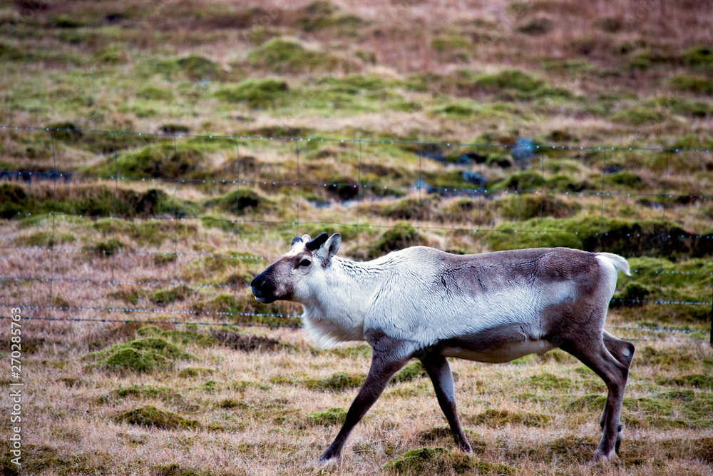 Fototapeta premium Walking reindeer on pasture ground