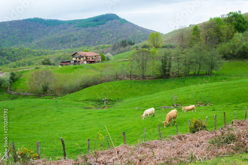 Bertiz Forest, Navarra, Spain photo