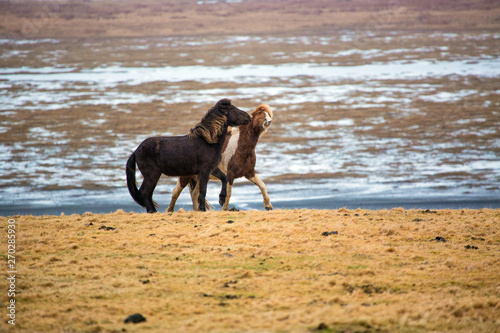 Gambling Icelandic horses on the meadow in winter