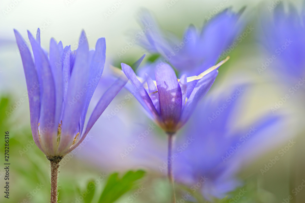 A hidden threat spider hides in the flower of a blue anemone. A hidden threat spider hides in the flower of a blue anemone.