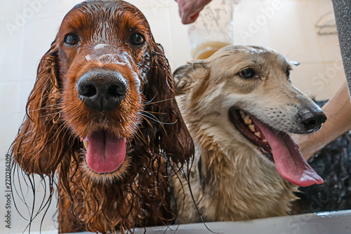 happy dogs in the bathroom wash wet