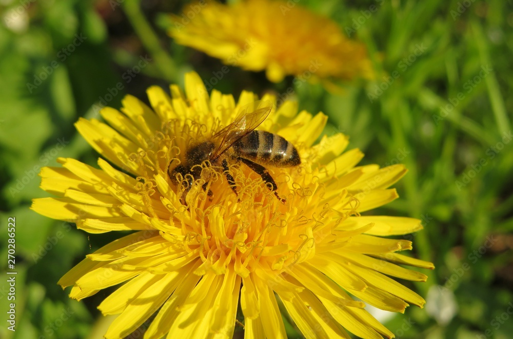 Bee on yellow dandelion flower in the meadow, closeup Bee on yellow dandelion flower in the meadow, closeup