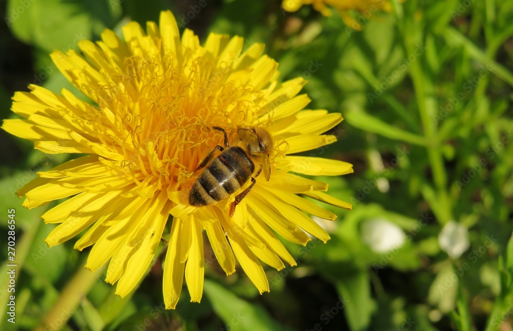 Bee on dandelion flower in the garden, closeup Bee on dandelion flower in the garden, closeup