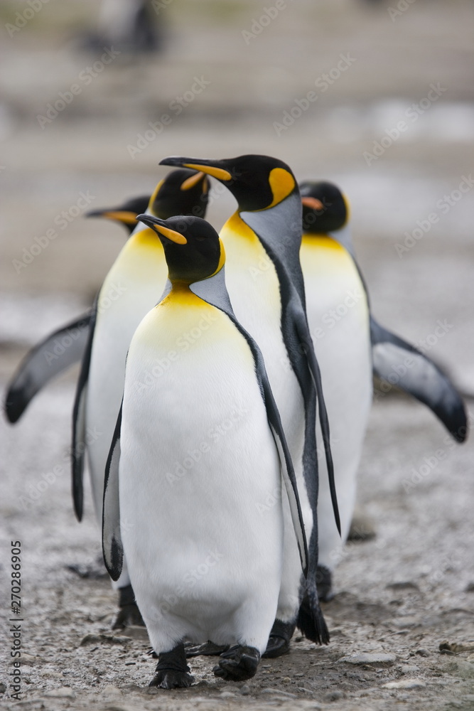 Fototapeta premium King penguins in a group on South Georgia Island