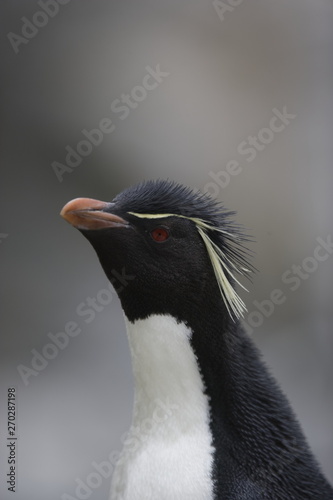 Rockhopper penguins portrait on South Georgia Island