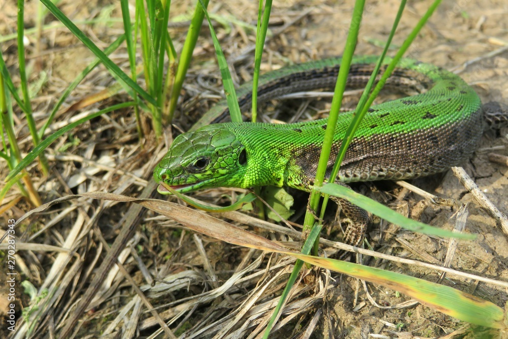Beautiful green lizard on grass in the garden, closeup Beautiful green lizard on grass in the garden, closeup