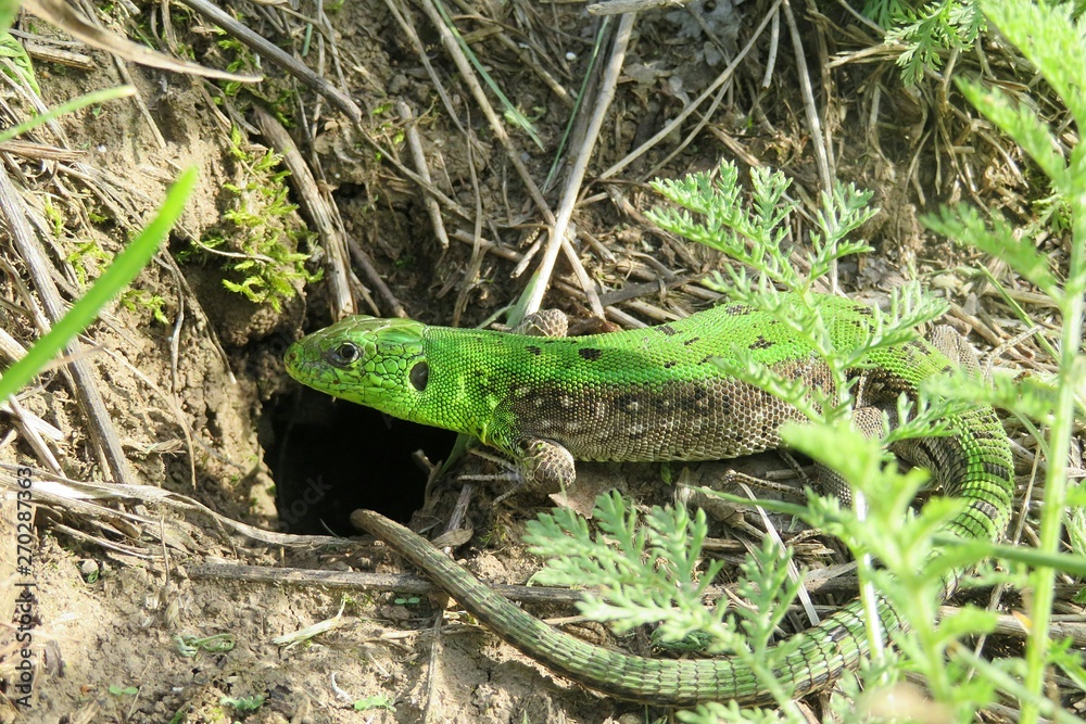 Green european lizard near the hole in the garden, closeup Green european lizard near the hole in the garden, closeup