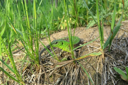 Green european lizard near the hole on plant background in the garden