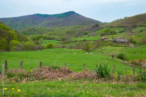 Bertiz Forest, Navarra, Spain photo