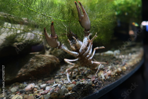 Krebs im Aquarium  Krabbe