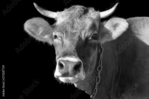 Black-white portrait of a dairy cow with big horns on a contrasting black background