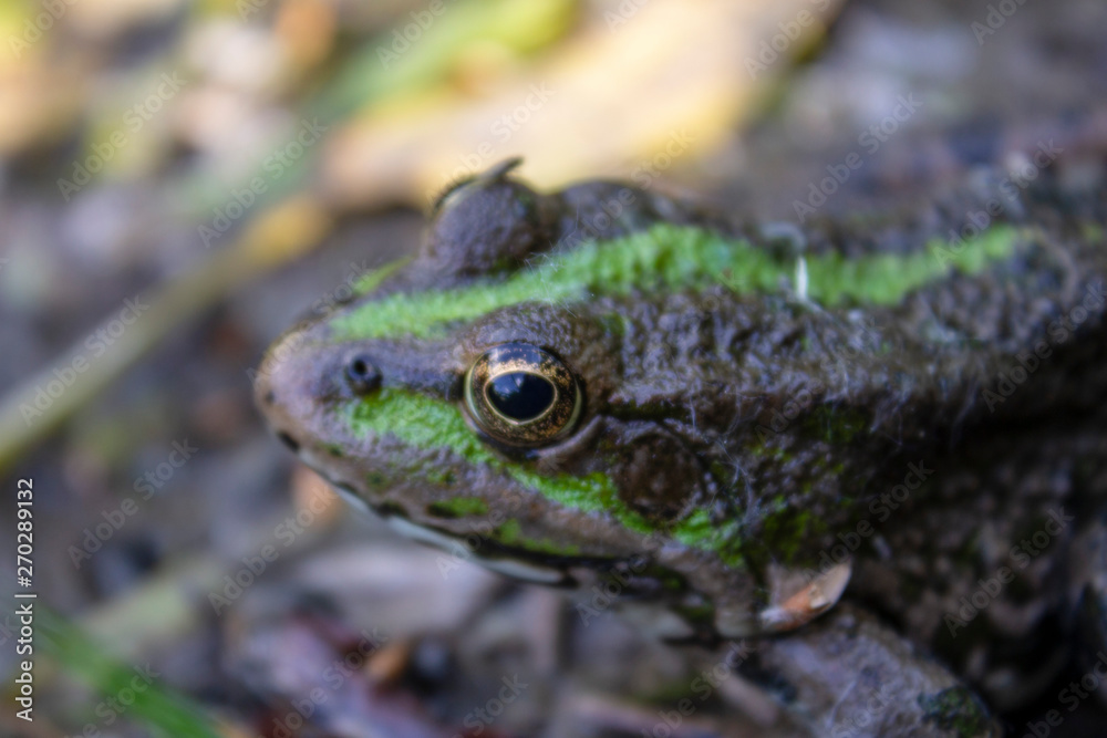 Fototapeta premium frog in the grass