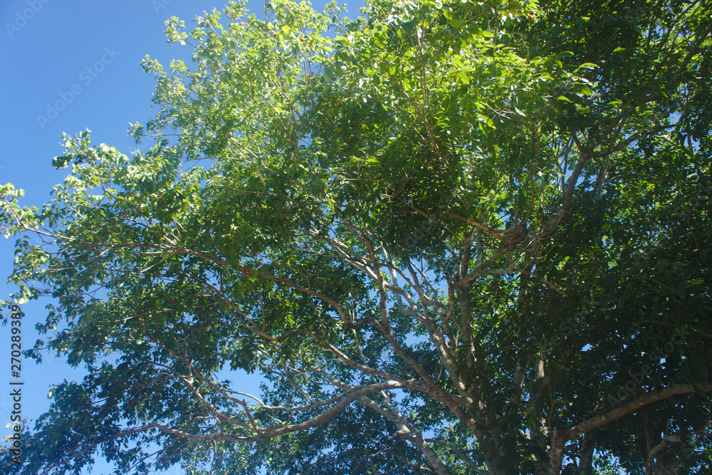 Obraz premium tree in the sky