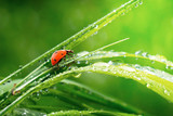 Ladybug on grass in summer in the field close-up