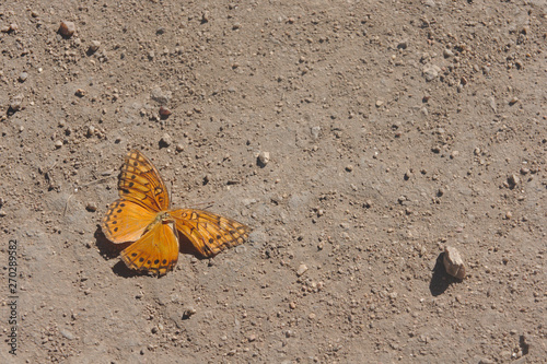 butterfly on sand