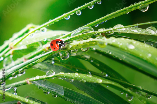 Ladybug on grass with dew drops in summer in a field on nature © Karnav