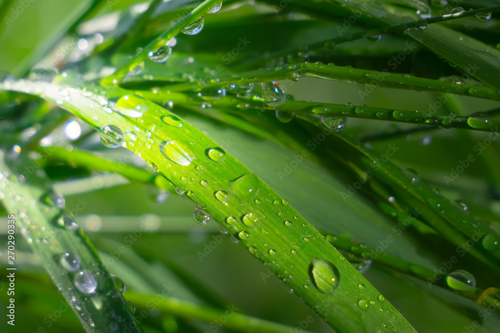 Green grass in nature with raindrops Green grass in nature with raindrops