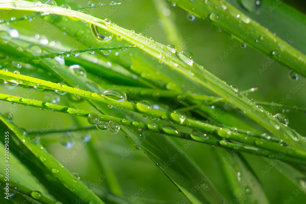 Green grass in nature with raindrops Green grass in nature with raindrops