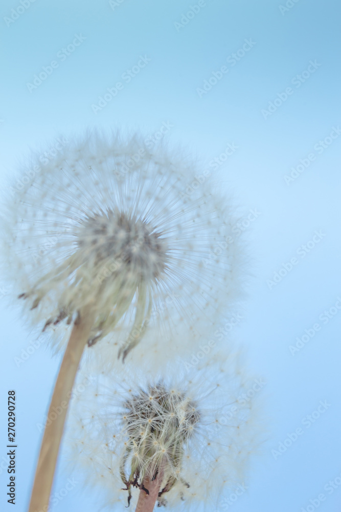 Beautiful dandelion flowers sky blue background, vintage card, macro.