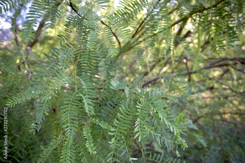 Closeup of mesquite tree foliage.