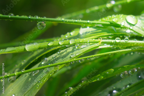 Green grass in nature with raindrops