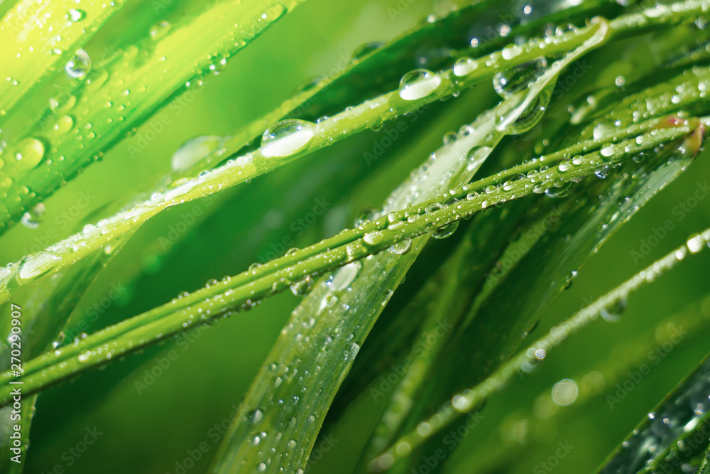 Green grass in nature with raindrops Green grass in nature with raindrops