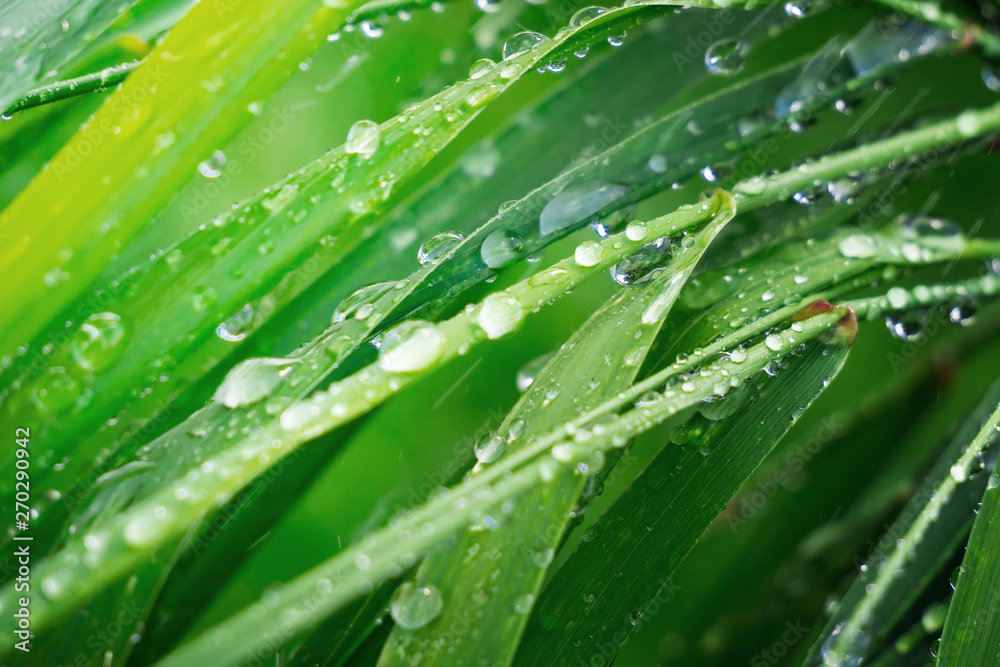 Green grass in nature with raindrops Green grass in nature with raindrops