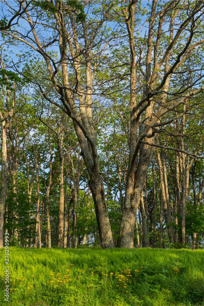 Beautiful View with Trees and Wildflowers Beautiful View with Trees and Wildflowers