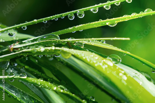 Green grass in nature with raindrops