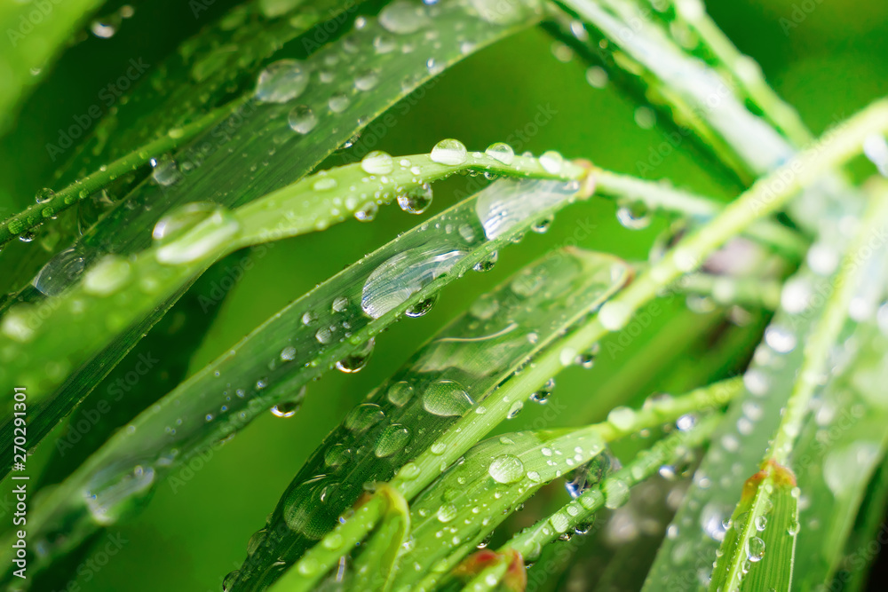 Green grass in nature with raindrops Green grass in nature with raindrops