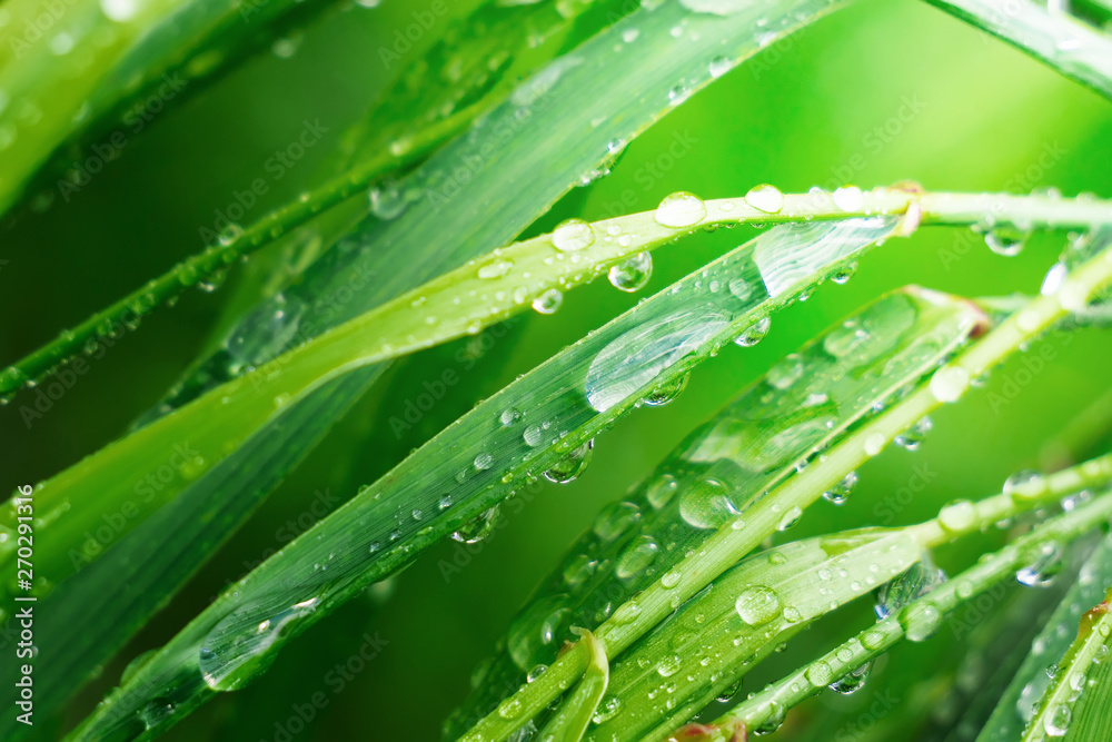 Green grass in nature with raindrops Green grass in nature with raindrops