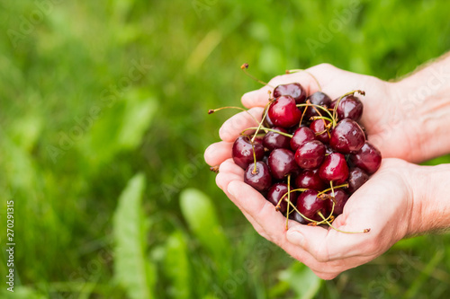 Male hands holding red berries, summer. Bright handful fresh wild superfood healthy lifestyle food supplement. Health care.Useful food for health and balanced diet. Prevention of avitaminosis. © Yulia