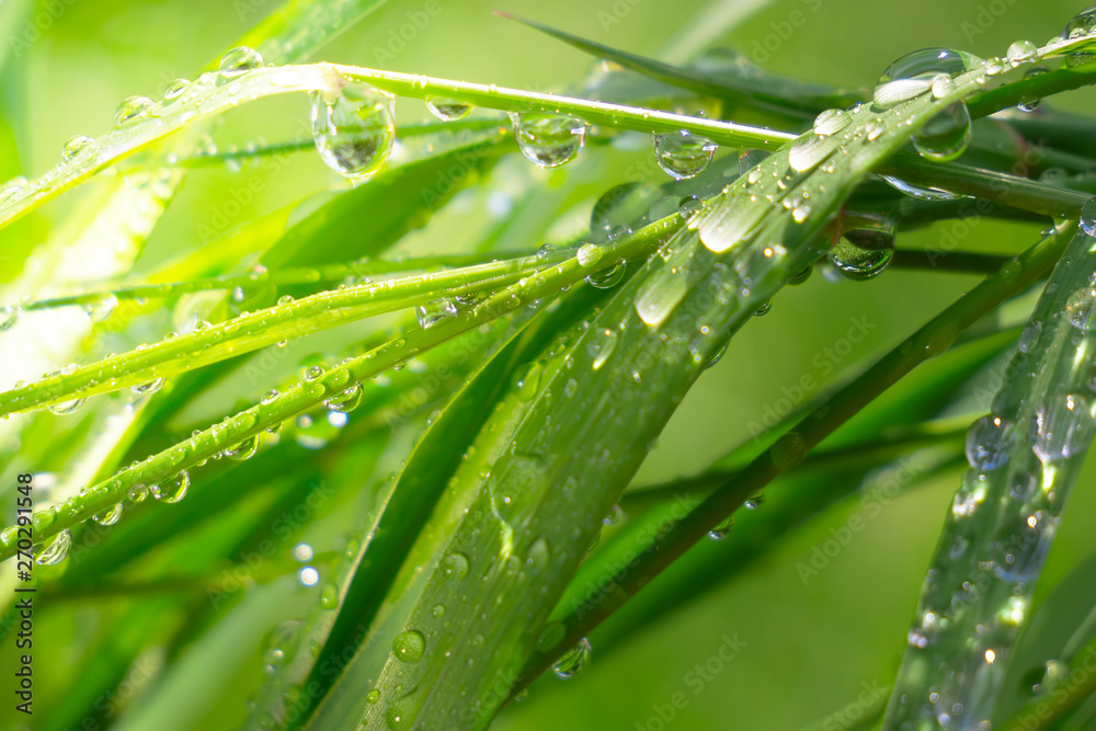 Naklejka premium Green grass in nature with raindrops