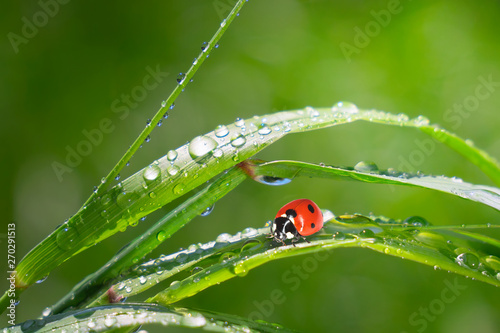 Ladybug on grass in summer in the field close-up