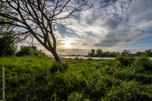 Tree on the banks of the river Tejo (Tagus) in Cartaxo, Santarem, Portugal.