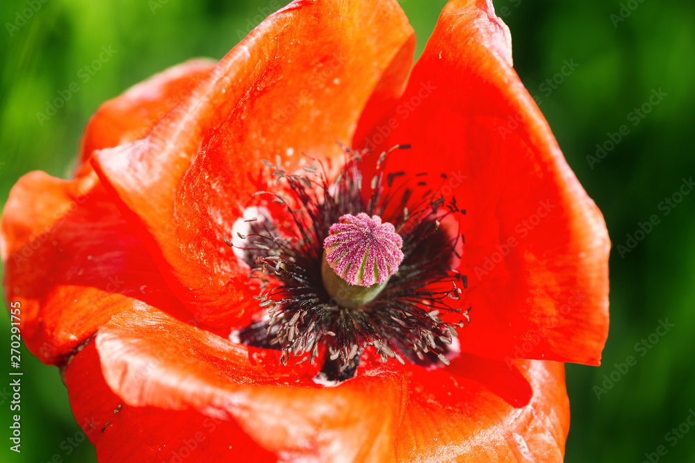 bright day red poppies close-up / wild flowers early summer bright day red poppies close-up / wild flowers early summer
