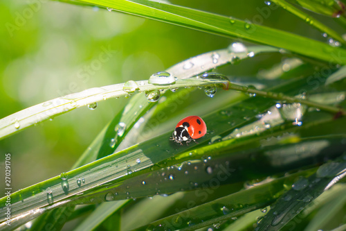 Ladybug on grass with dew drops in summer in a field on nature © Karnav