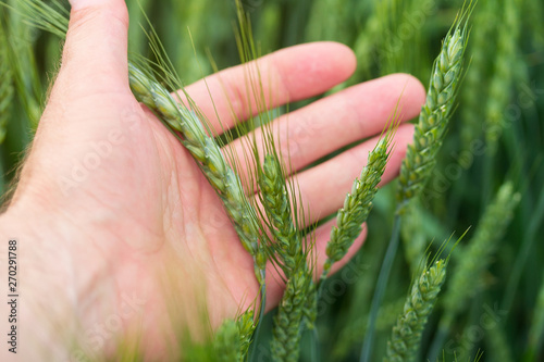 wheat stalk in the palm of your hand / man assesses the quality of the crop