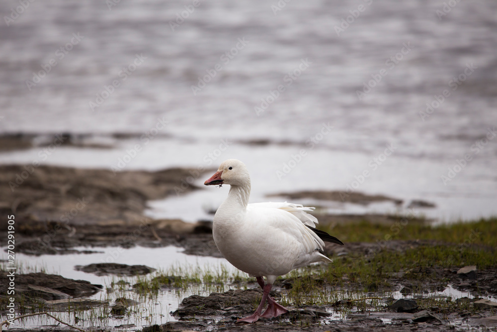 Wet white-morph snow goose with roots hanging from its beak walking on the St. Lawrence River north shore during the spring migration, Quebec City, Quebec, Canada Wet white-morph snow goose with roots hanging from its beak walking on the St. Lawrence River north shore during the spring migration, Quebec City, Quebec, Canada