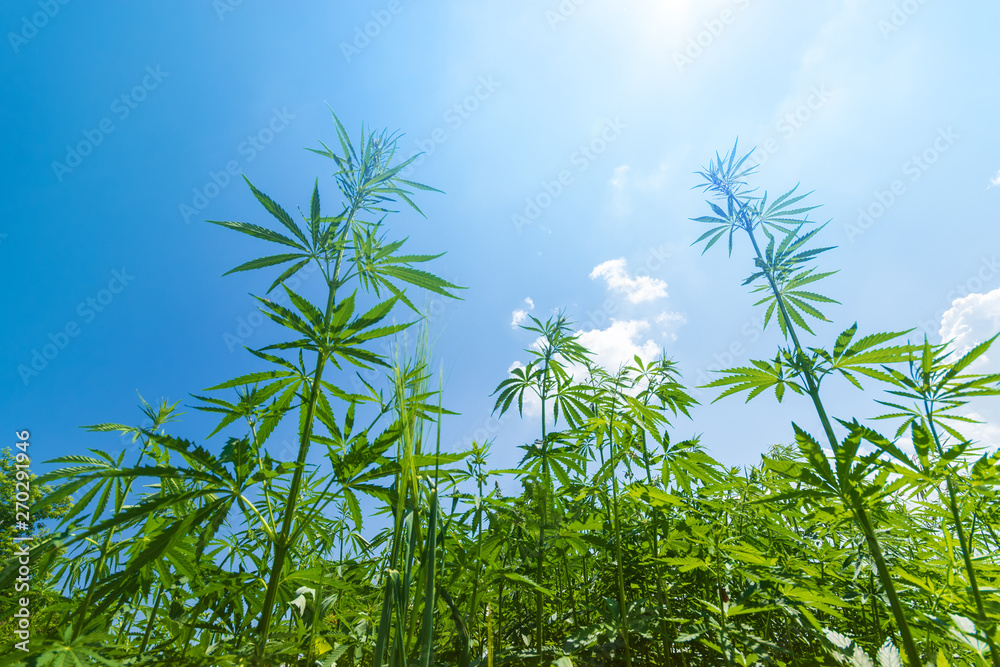 cannabis stretches into the sky / cannabis growing in the open air cannabis stretches into the sky / cannabis growing in the open air