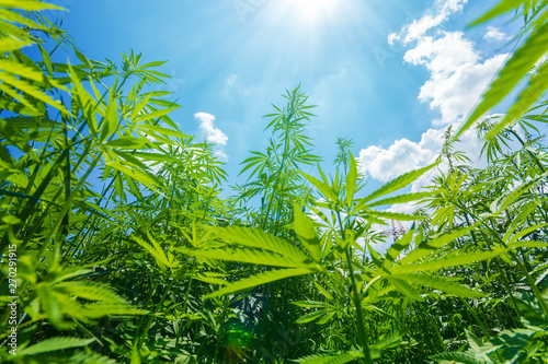 cannabis stretches into the sky / cannabis growing in the open air photo