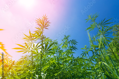 Wallpaper Mural cannabis stretches into the sky / cannabis growing in the open air Torontodigital.ca