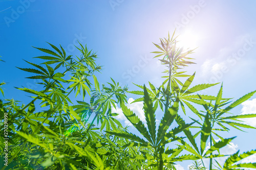cannabis stretches into the sky / cannabis growing in the open air