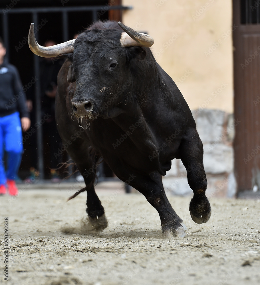 toro español en plaza de toros toro español en plaza de toros