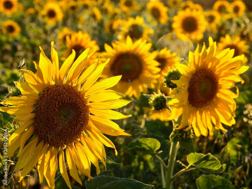 Blooming sunflowers in a sunflower field