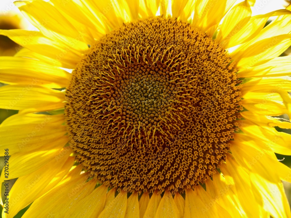 Naklejka premium Beutiful closeup of a big blooming sunflower