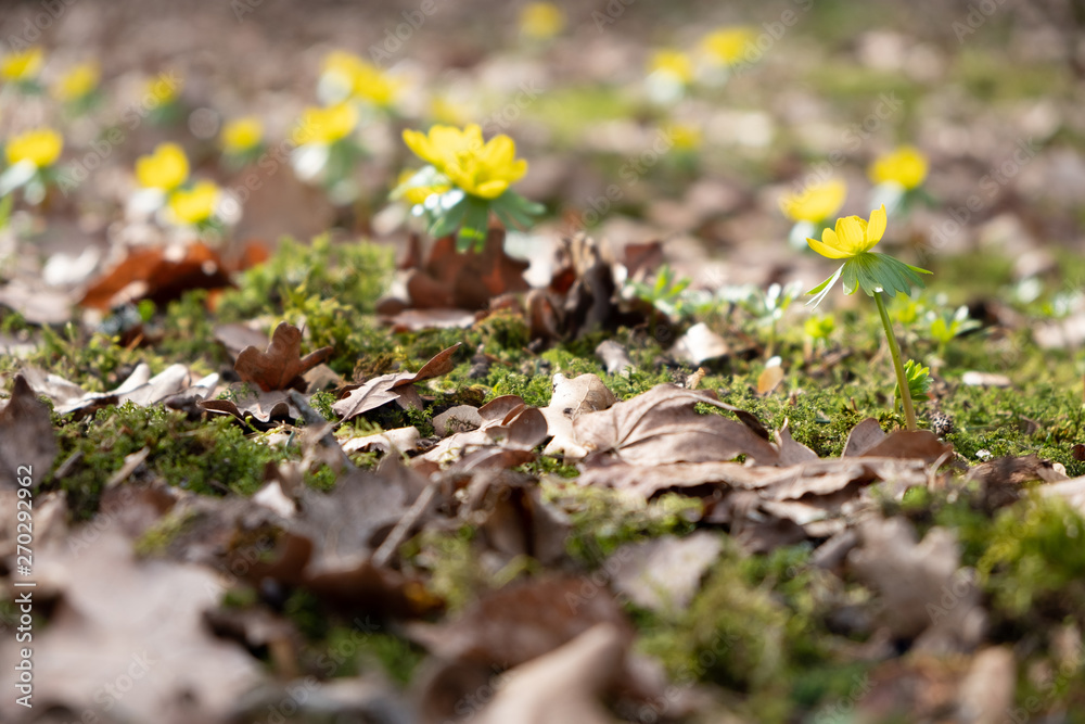 Fototapeta premium Blumen im Frühling