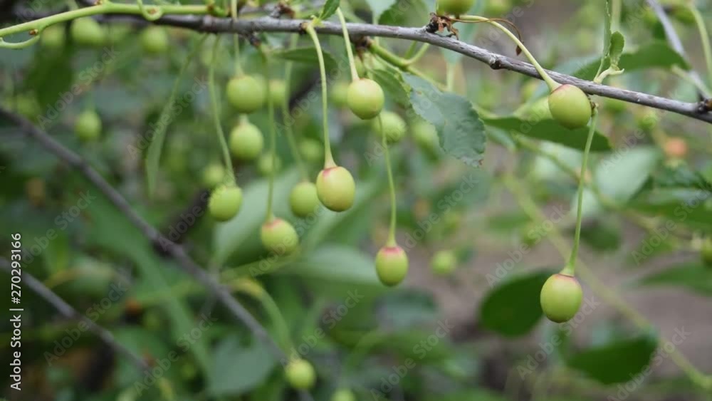 Young cherry berries in the wind in spring on a sunny day Young cherry berries in the wind in spring on a sunny day