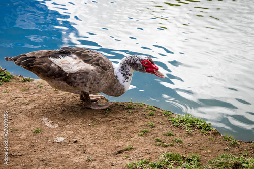 Pato bebendo agua em lago photo