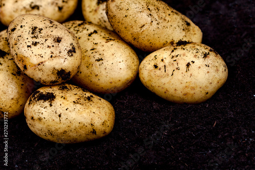 Newly harvested potatoes closeup ond soil background.